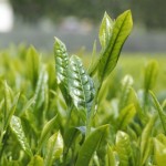 新茶の時期はいつ頃？静岡・鹿児島・宇治など普通のお茶との違いは？
